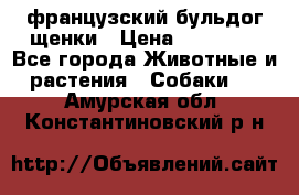 французский бульдог щенки › Цена ­ 50 000 - Все города Животные и растения » Собаки   . Амурская обл.,Константиновский р-н